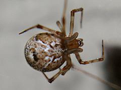 Common House Spider